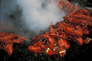 A look at a typical lobster bake